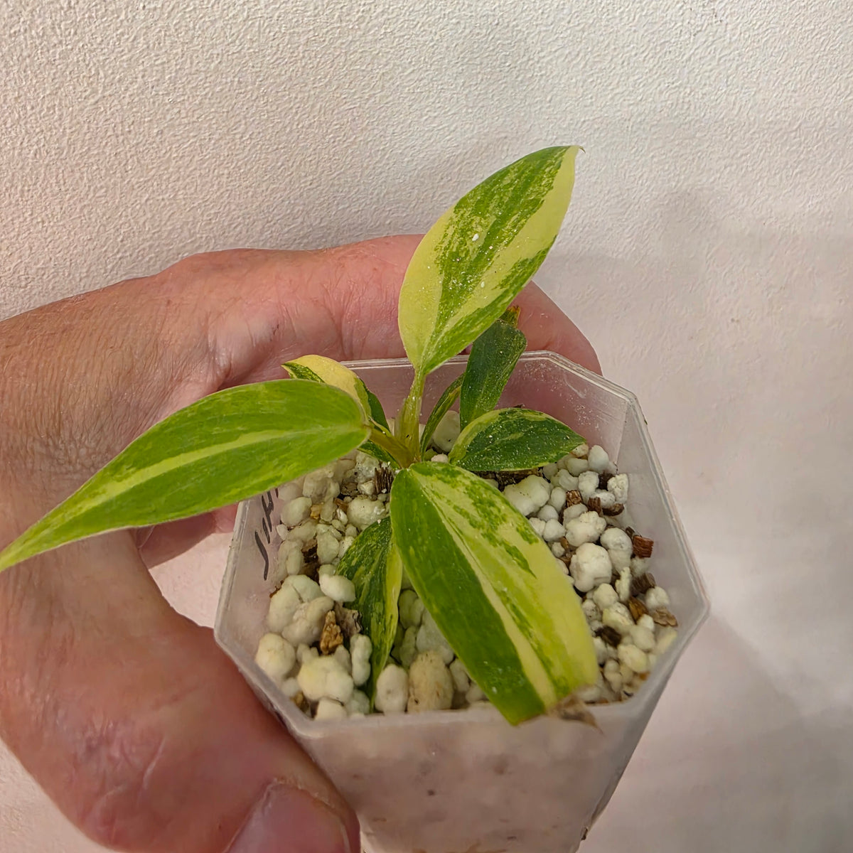 Philodendron Florida Beauty x Bob Cee Variegated – Exact Plant #1