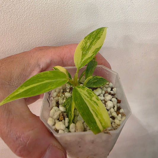 Philodendron Florida Beauty x Bob Cee Variegated – Exact Plant #1