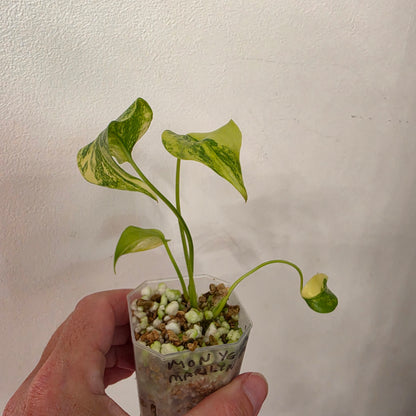 Monstera Yellow Marilyn Variegated – Exact Plant #2