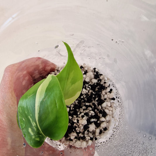 Monstera Lemon Lime ‘Pom Pom’ - Young Exact TC Plant (#4) See Description