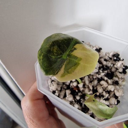 Alocasia Sedenii Variegated – Exact Plant (#5)