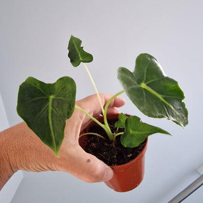 Alocasia Frydek Tattoo aka Emerald Tide Rare Houseplant 8cm pot