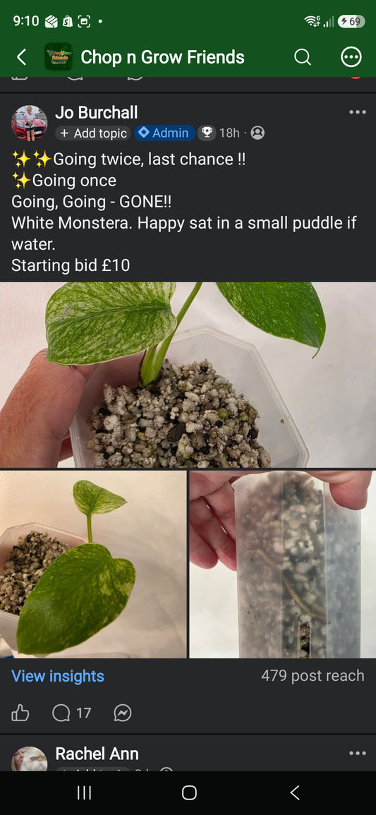 Sunday CnG Sale - Nellie White Monstera
