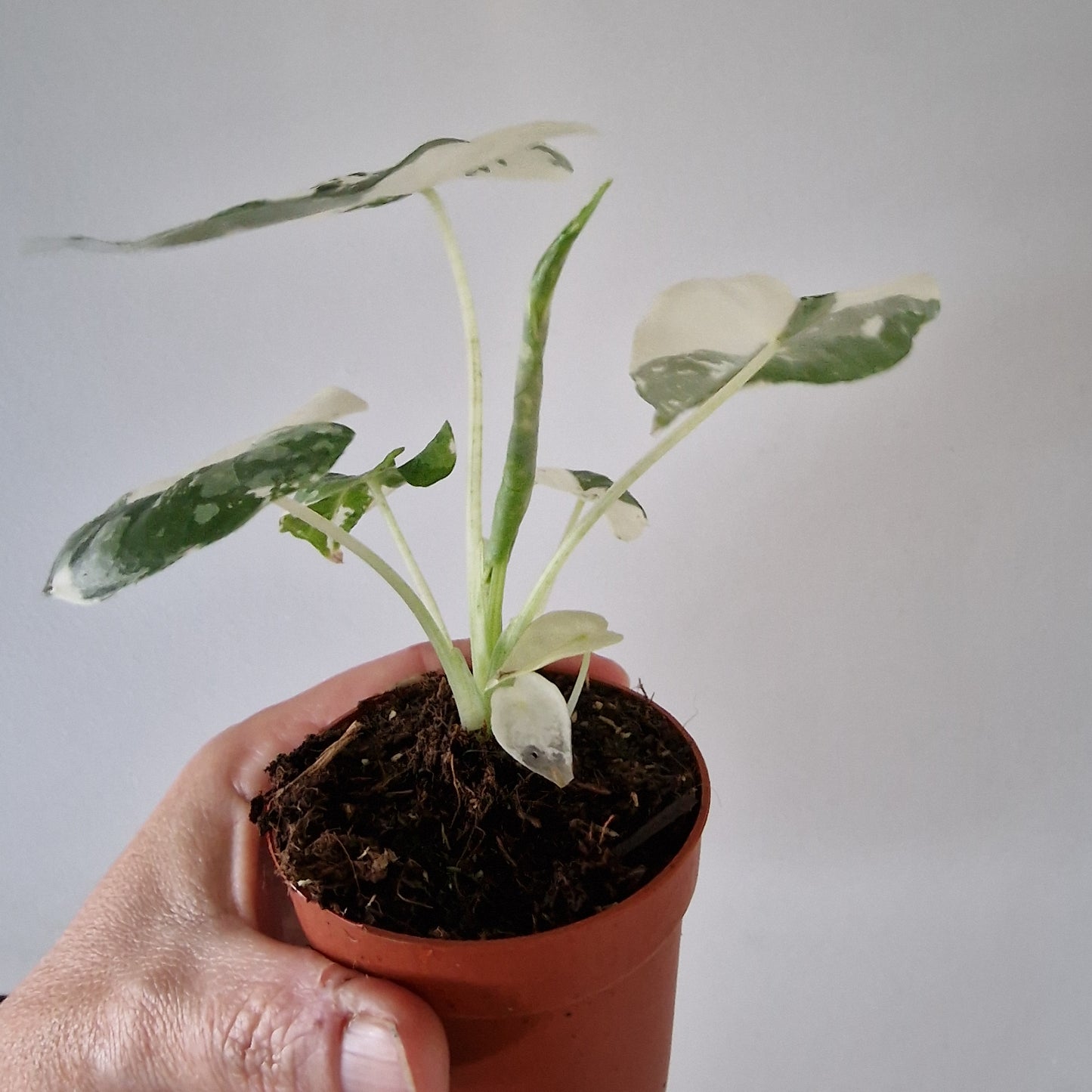 Alocasia Variegated Frydek Rare Houseplant 6cm pot