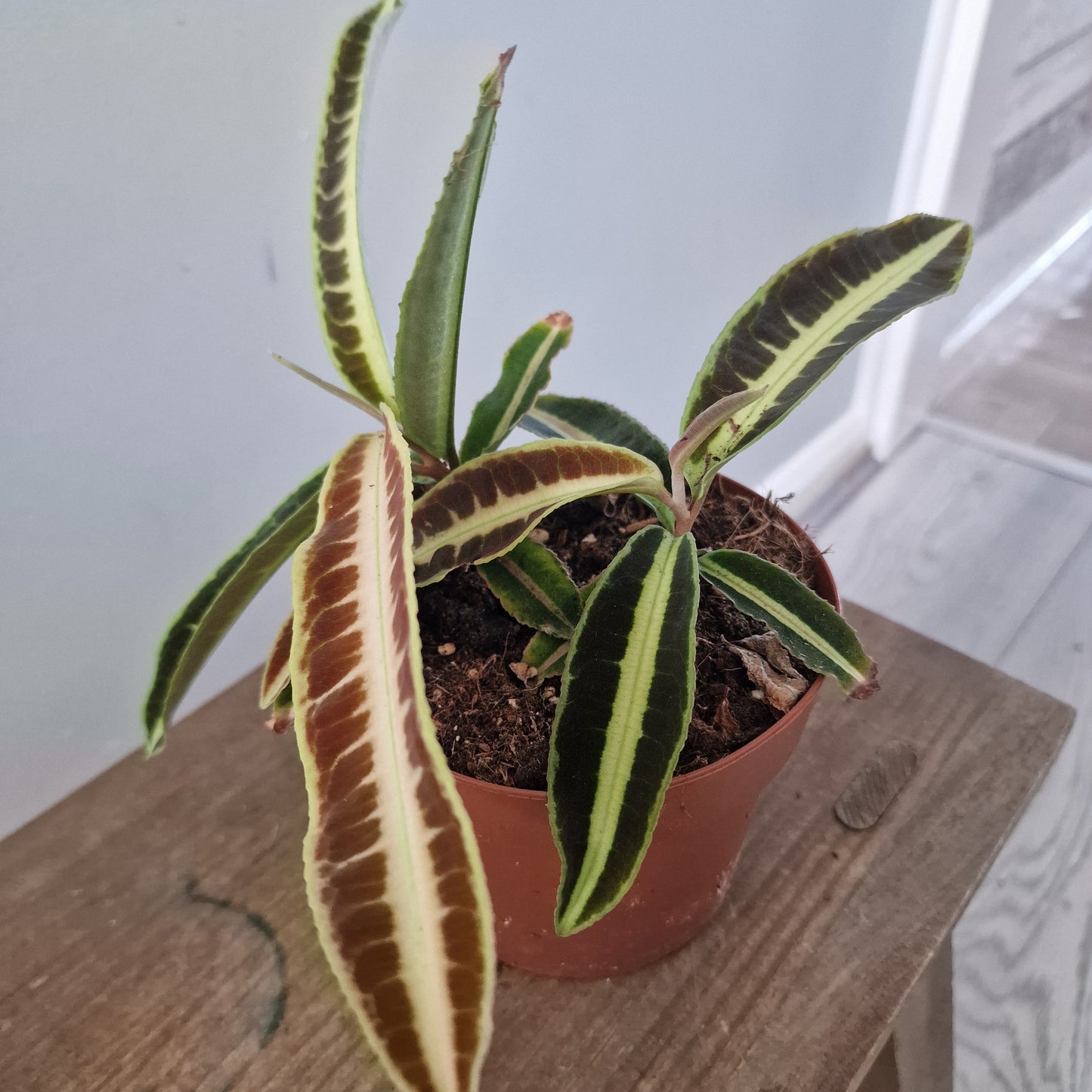 Labisia Jaba Houseplant 12cm pot