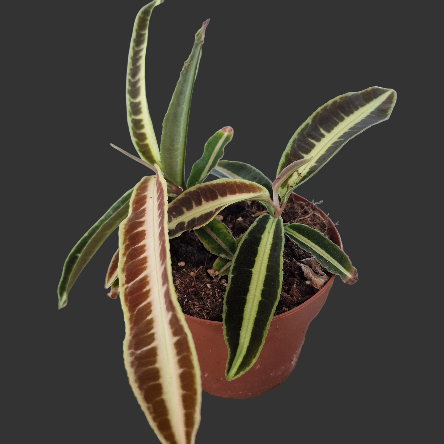 Labisia Jaba Houseplant 12cm pot