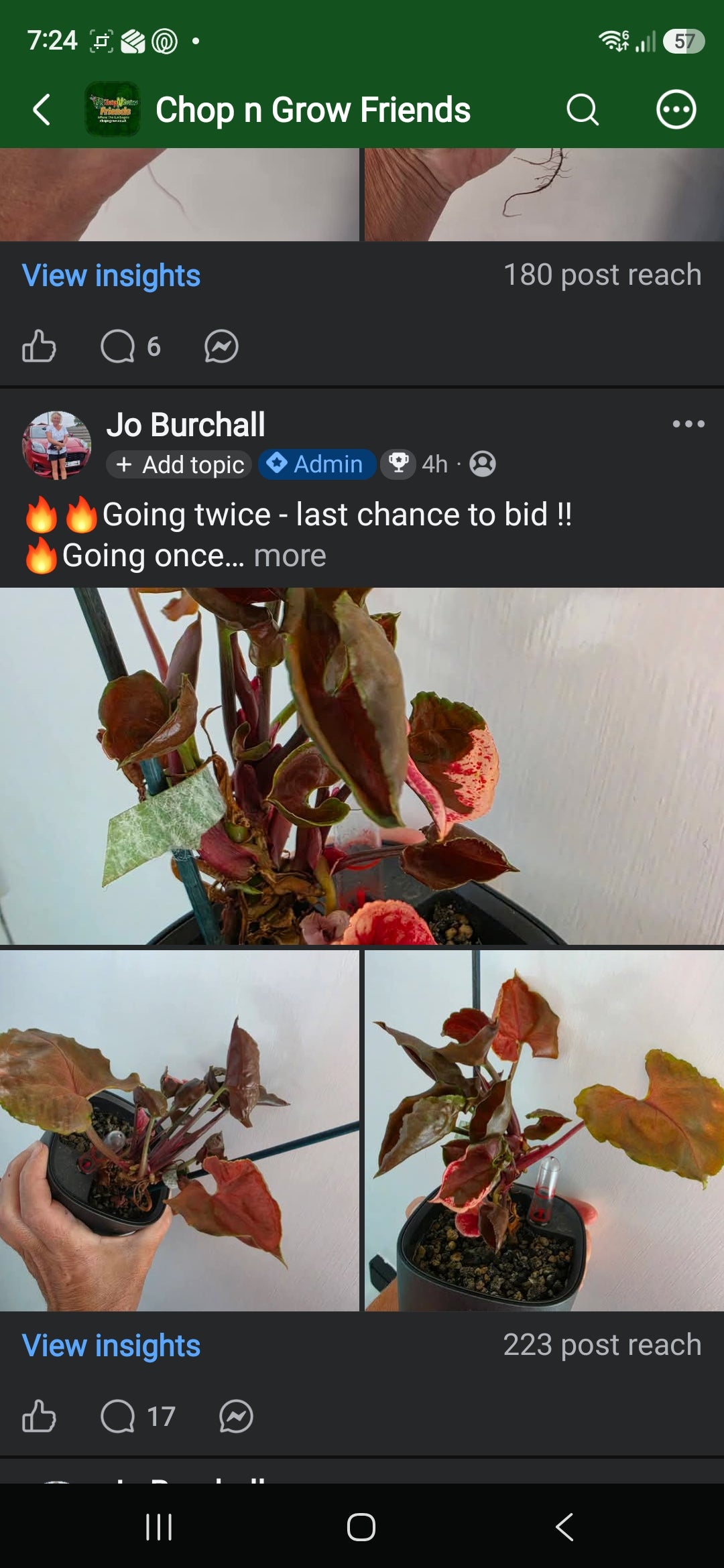 Sunday CnG Sale - Jamie Syngonium