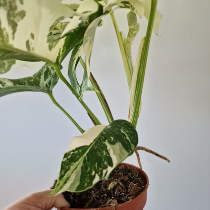 Monstera Deliciosa Albo Super White Rare Houseplant 15cm pot (2)