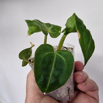 Anthurium Wonderboy × Michelle exact plant (#7)
