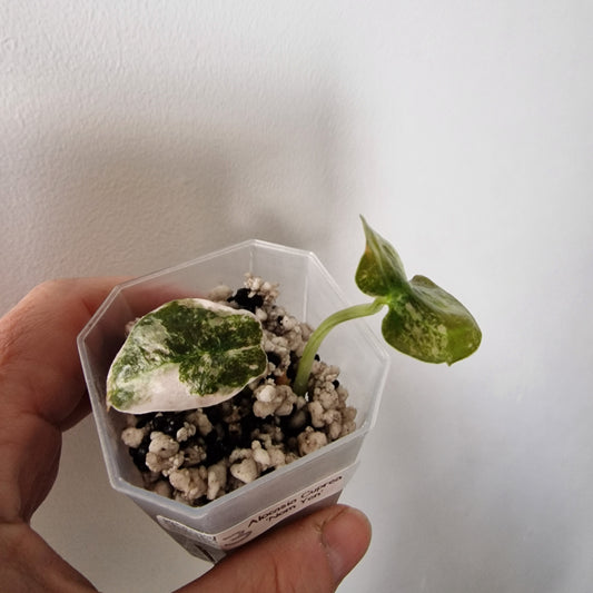 Alocasia Cuprea ‘Nom Yen’ Variegated – Tissue Culture Plant (#3)