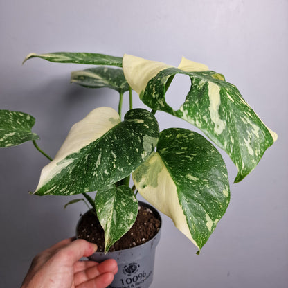 Monstera Crème Brûlée – 12cm Pot - Exact Plant (#1)