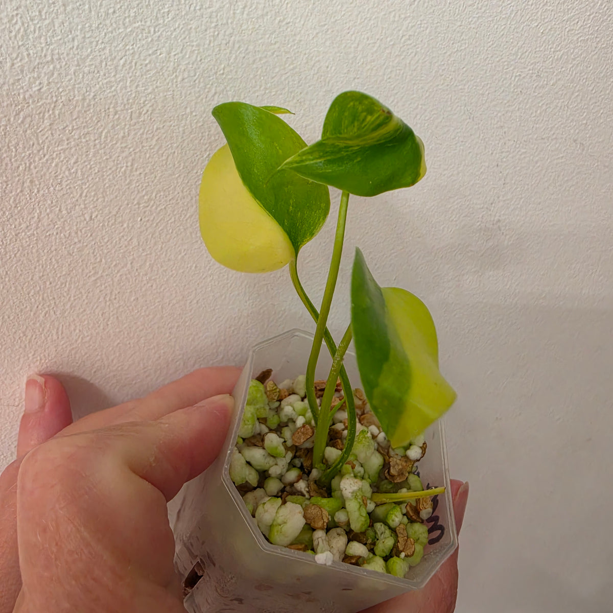 Monstera Yellow Marilyn Variegated – Exact Plant #4
