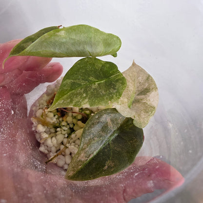 Alocasia Cuprea Pink Spot Tissue Culture 🌸 see description