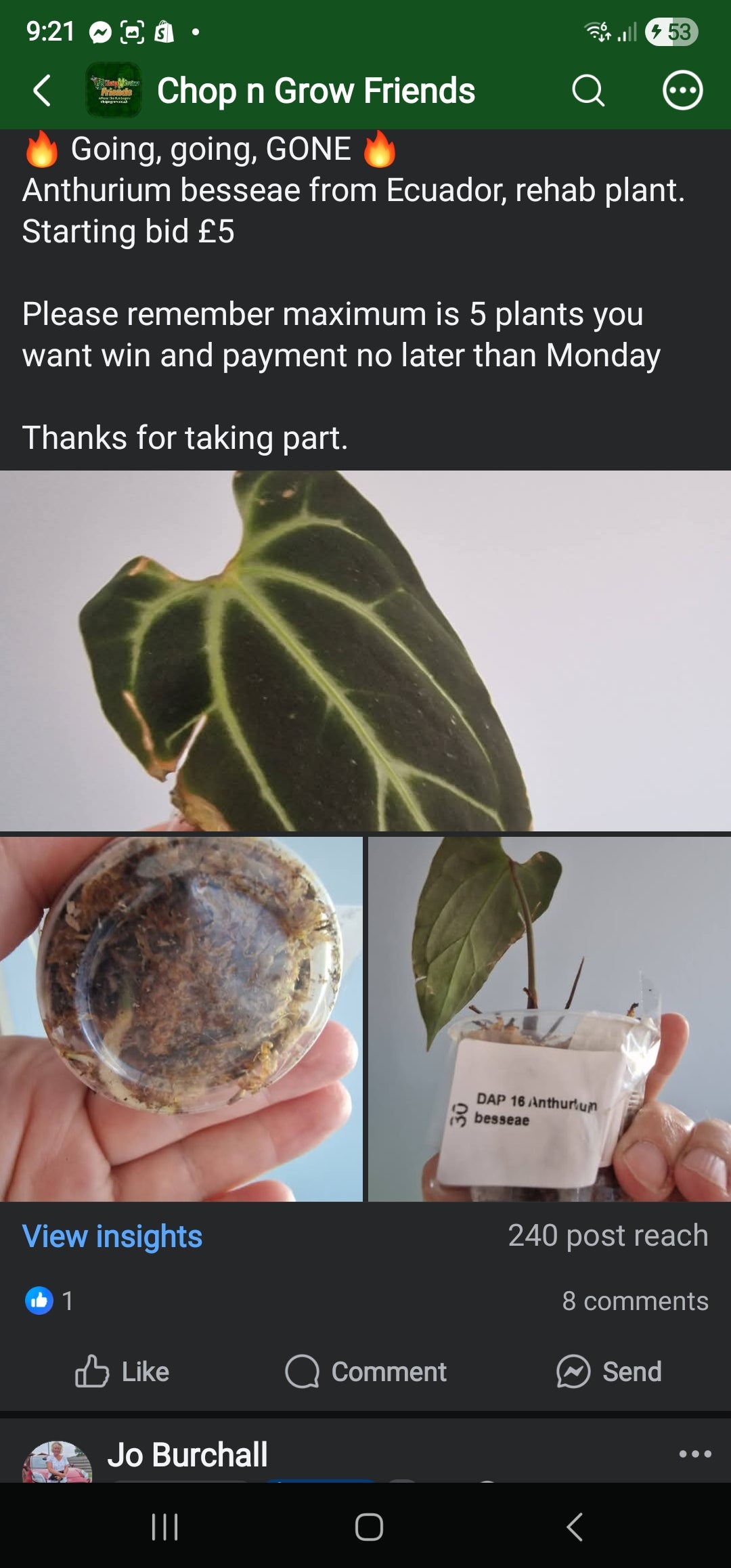Chop n Grow Friends sale - Sue Anthurium Besseae