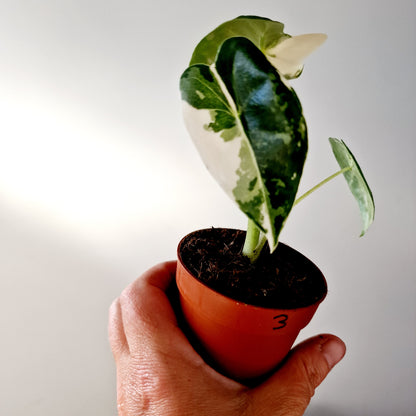 Alocasia Variegated Frydek Houseplant 7cm pot (3)