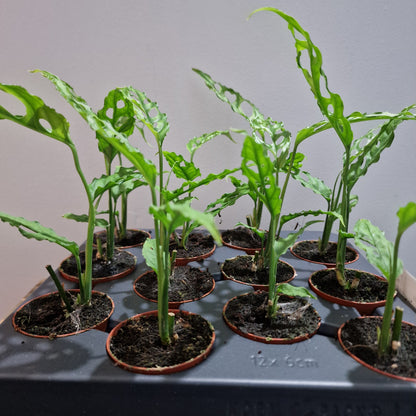 Monstera Obliqua Peru Houseplant 6cm pot