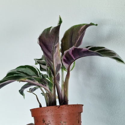 Calathea ‘White Fusion’ – 7cm Pot