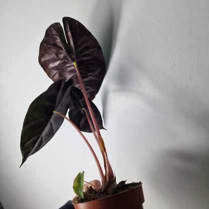 Alocasia Pink Dragon – 12cm Pot