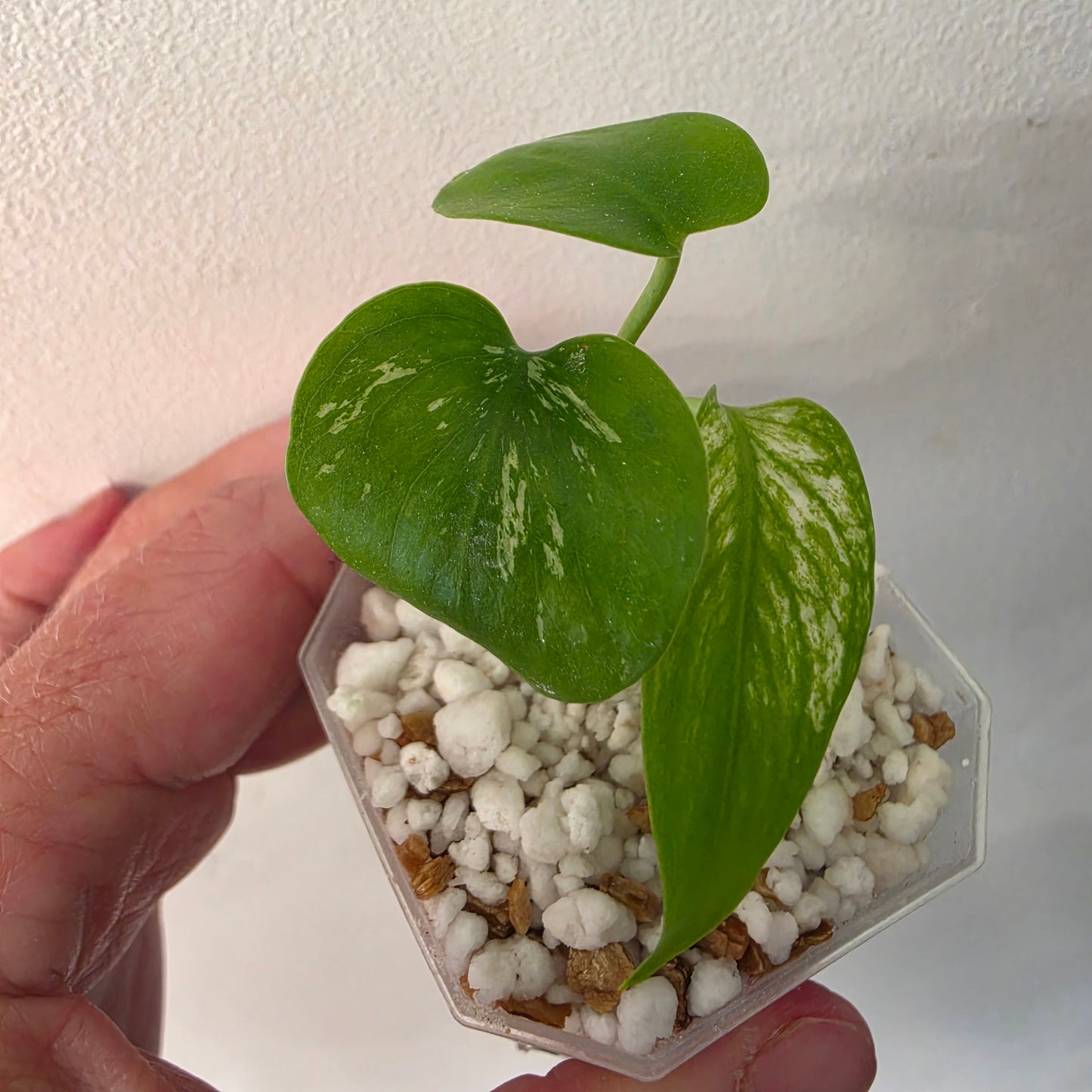 Monstera Devil – Acclimatised TC - Exact Plant (4) See Description