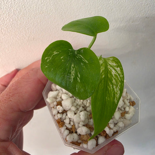 Monstera Devil – Acclimatised TC - Exact Plant (4) See Description
