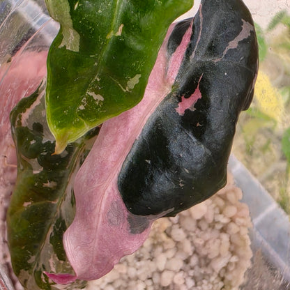 Alocasia Pink Nobillis – Exact Plant (3) - See Description