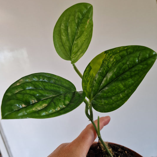 Monstera Variegated Peru Rare Houseplant 9cm pot (1)