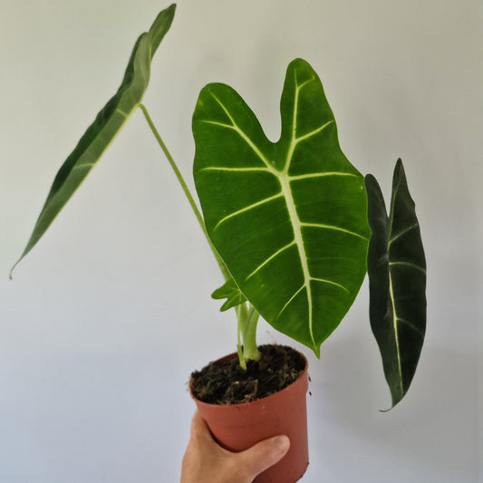 Alocasia Frydek Rare Houseplant 12cm pot
