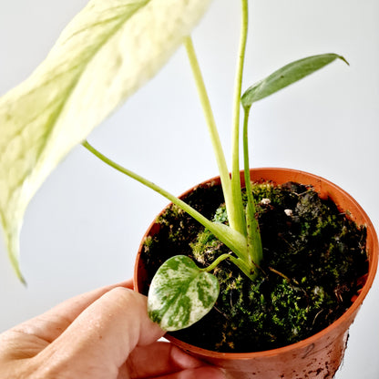 Monstera Deliciosa Mint Variegata Rare Houseplant 10.5cm pot (2)