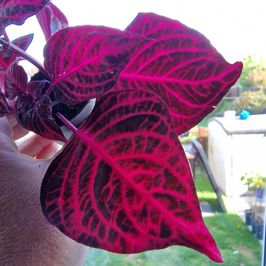Iresine Herbstii Bloodleaf Rare Houseplant 6cm pot