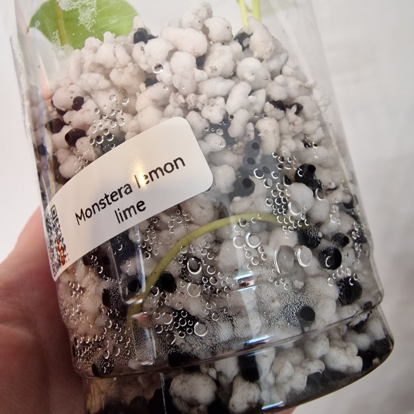 Monstera Lemon Lime – Young Exact TC Plant (#7)