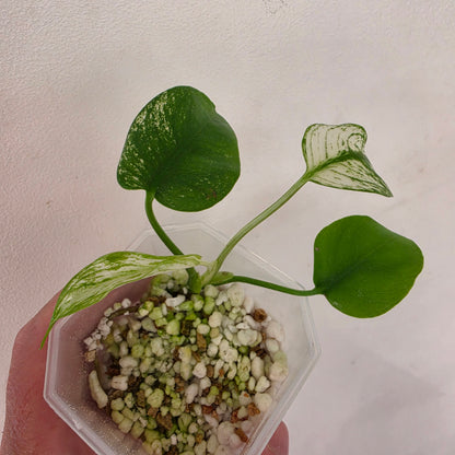 Monstera Devil Monster – Highly Variegated – Exact Plant A1 – See Description
