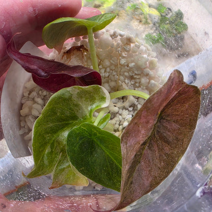 Alocasia Cuprea Pink Spot Tissue Culture 🌸 see description