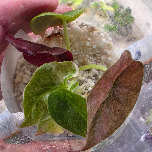 Alocasia Cuprea Pink Spot Tissue Culture 🌸 see description