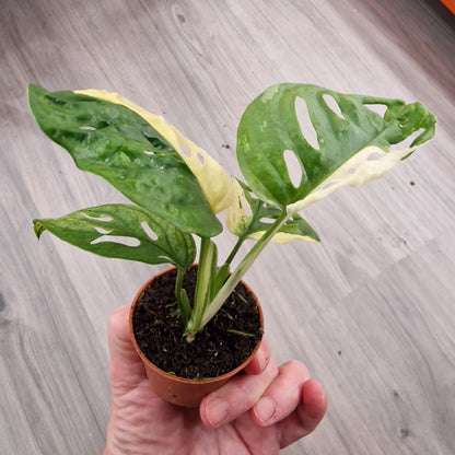 Monstera Adansonni Variegated (#6f)