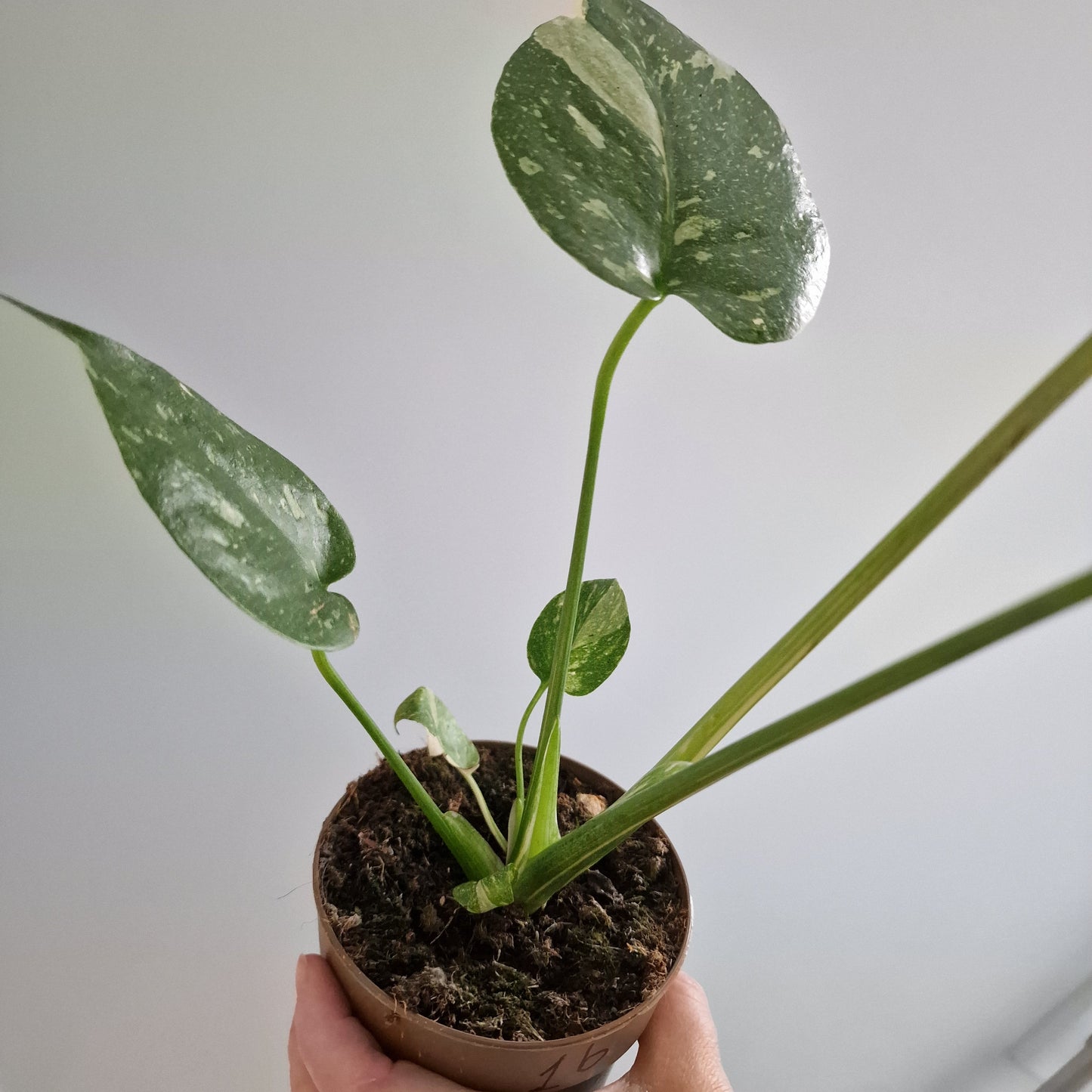 Monstera Thai Constellation Rare Houseplant 11cm pot (1b)