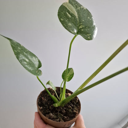 Monstera Thai Constellation Rare Houseplant 11cm pot (1b)
