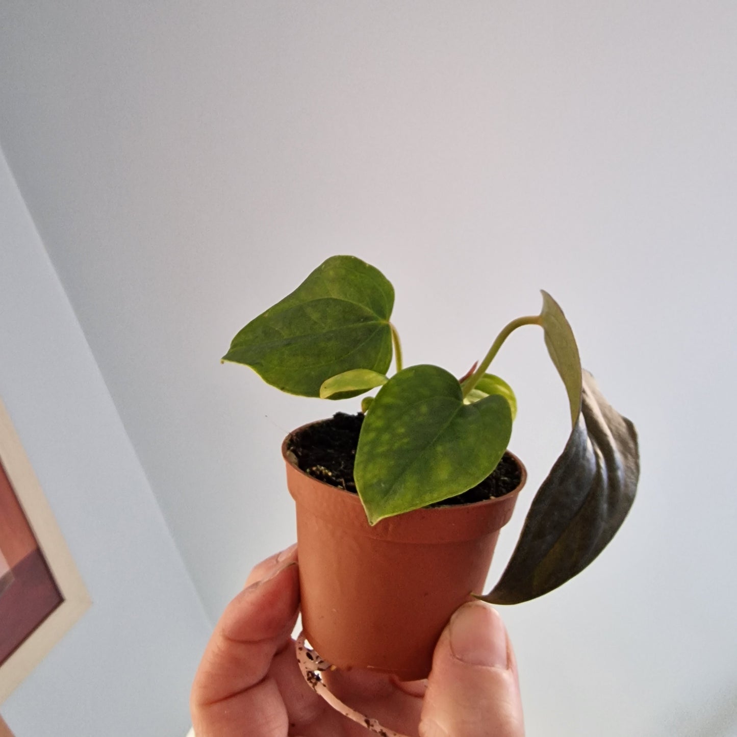 Anthurium Queen of Hearts – 6cm Pot