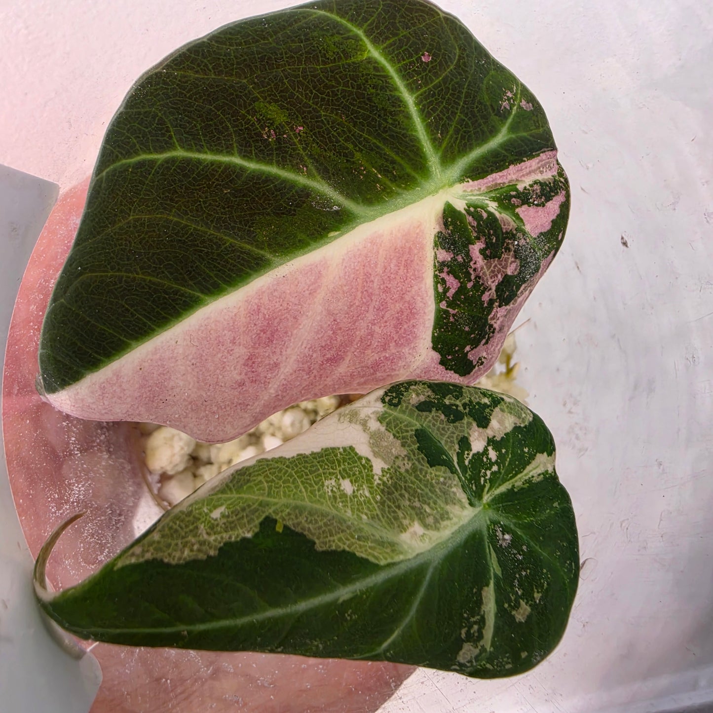 Alocasia Black Vevet Pink Variegata Tissue Culture 🌸 see description