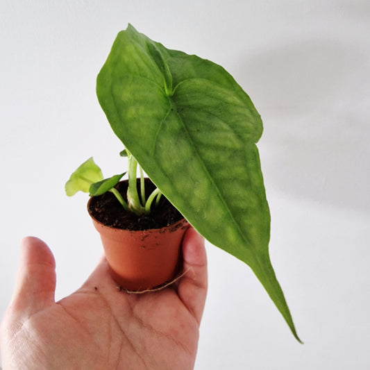Alocasia Dragons Breath Heterophilla Rare Houseplant 6cm pot