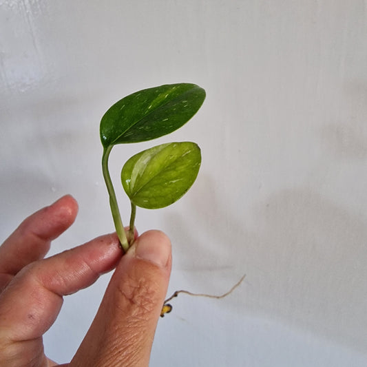 NO ID from Indonisia Variegated Cutting rooting in Water