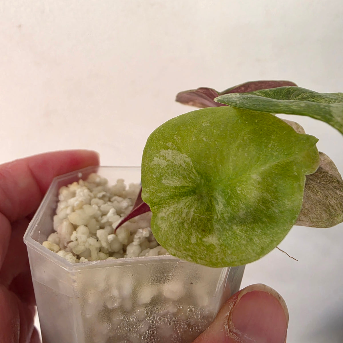 Alocasia Cuprea ‘Pink Spot’ Variegated – Established | Exact Plant #2