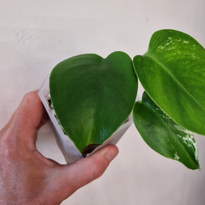 Monstera Devil – Acclimatised TC - Exact Plant (1)