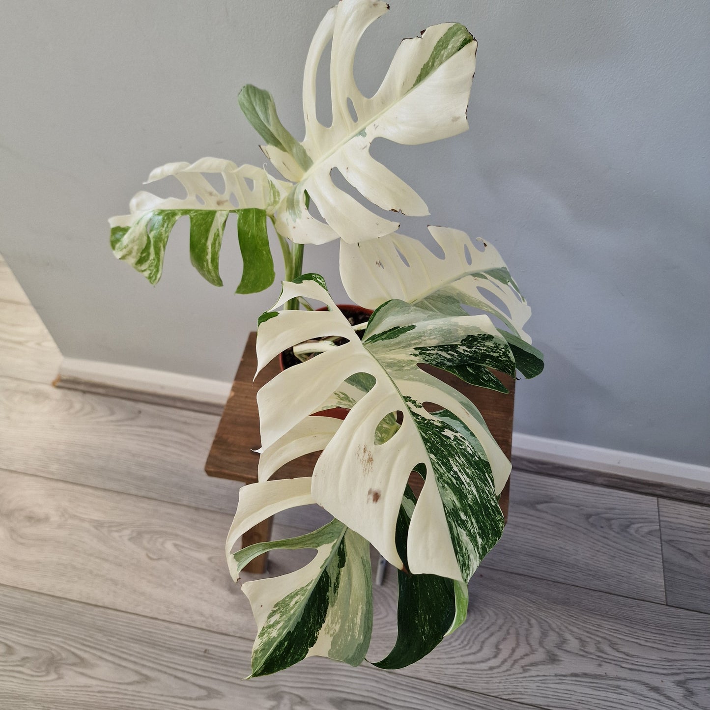 Monstera Albo ‘Super White’ – 15cm Pot (#1)