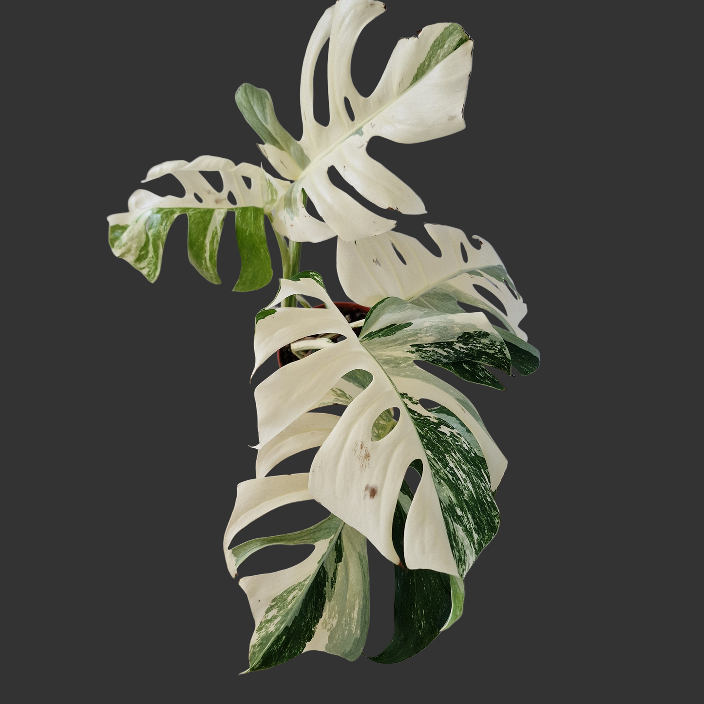 Monstera Albo ‘Super White’ – 15cm Pot (#1)