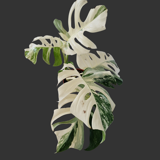 Monstera Albo ‘Super White’ – 15cm Pot (#1)