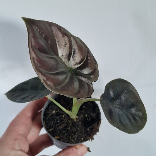 Alocasia Infernalis ‘Black Magic’ – 6cm Pot