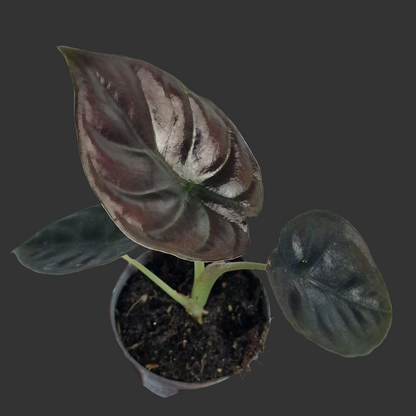 Alocasia Infernalis ‘Black Magic’ – 6cm Pot