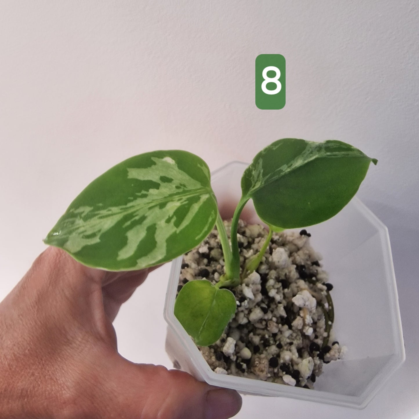 Monstera Bulbasaur – Choose Your Exact Plant see description