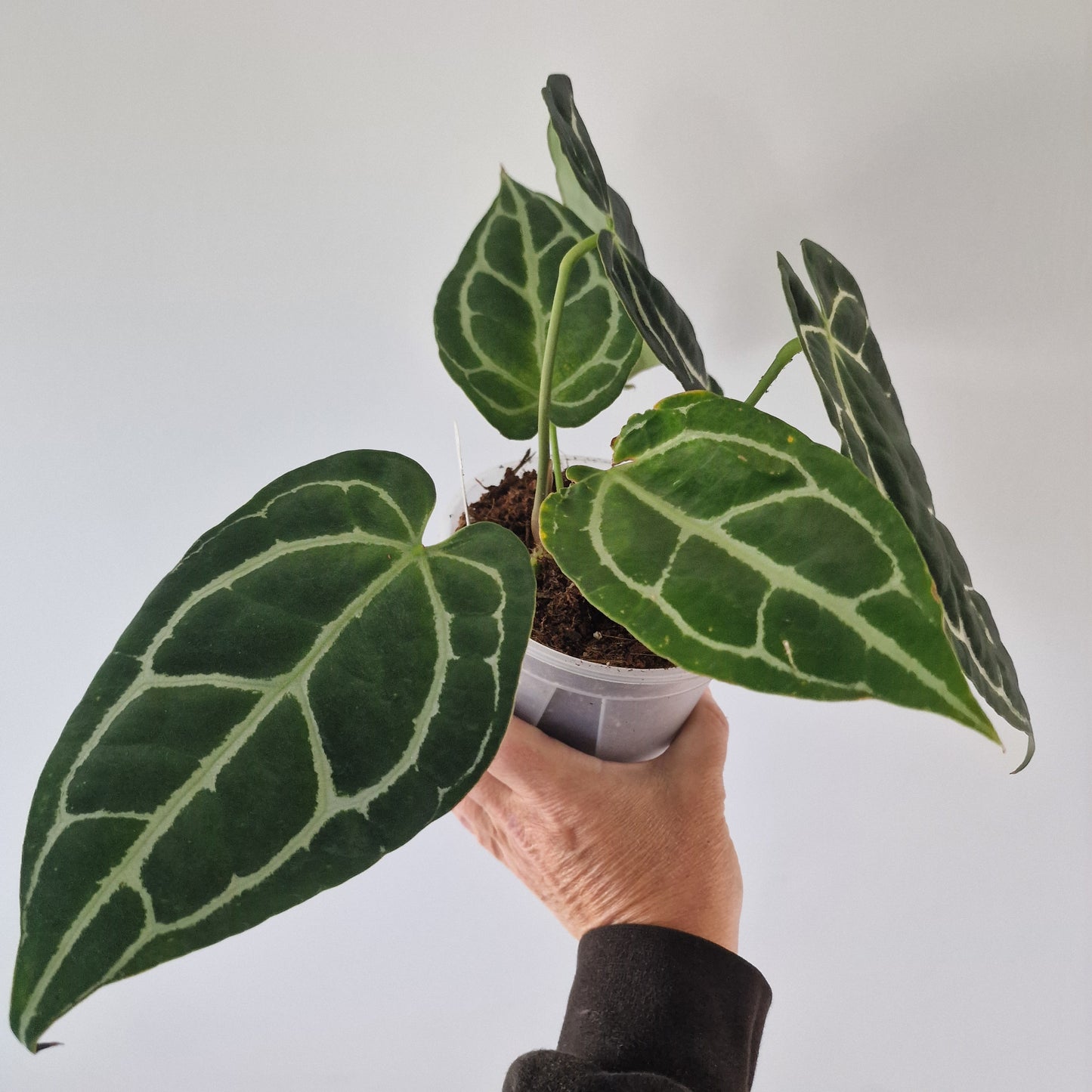Ecuagenera Rehab Anthurium crystallinum