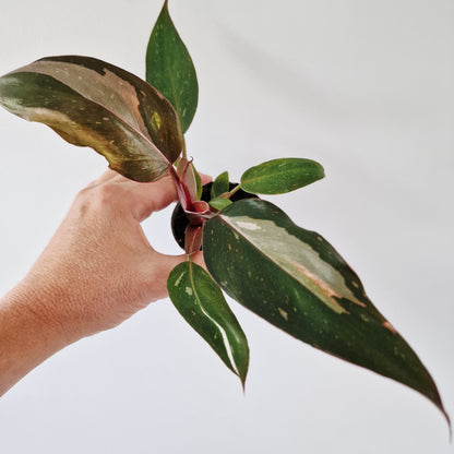 Philodendron Red Anderson Rare Houseplant 6cm pot